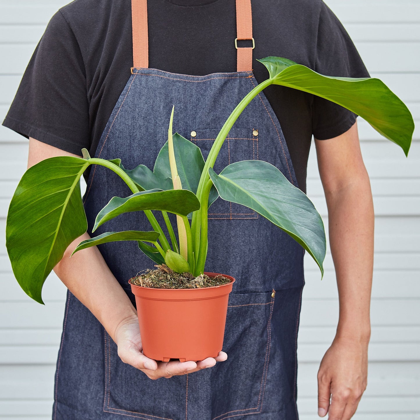 Philodendron 'Congo Green'