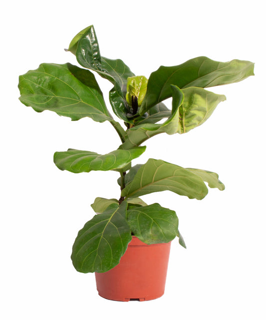 Ficus Lyrata "Fiddle Leaf Fig"