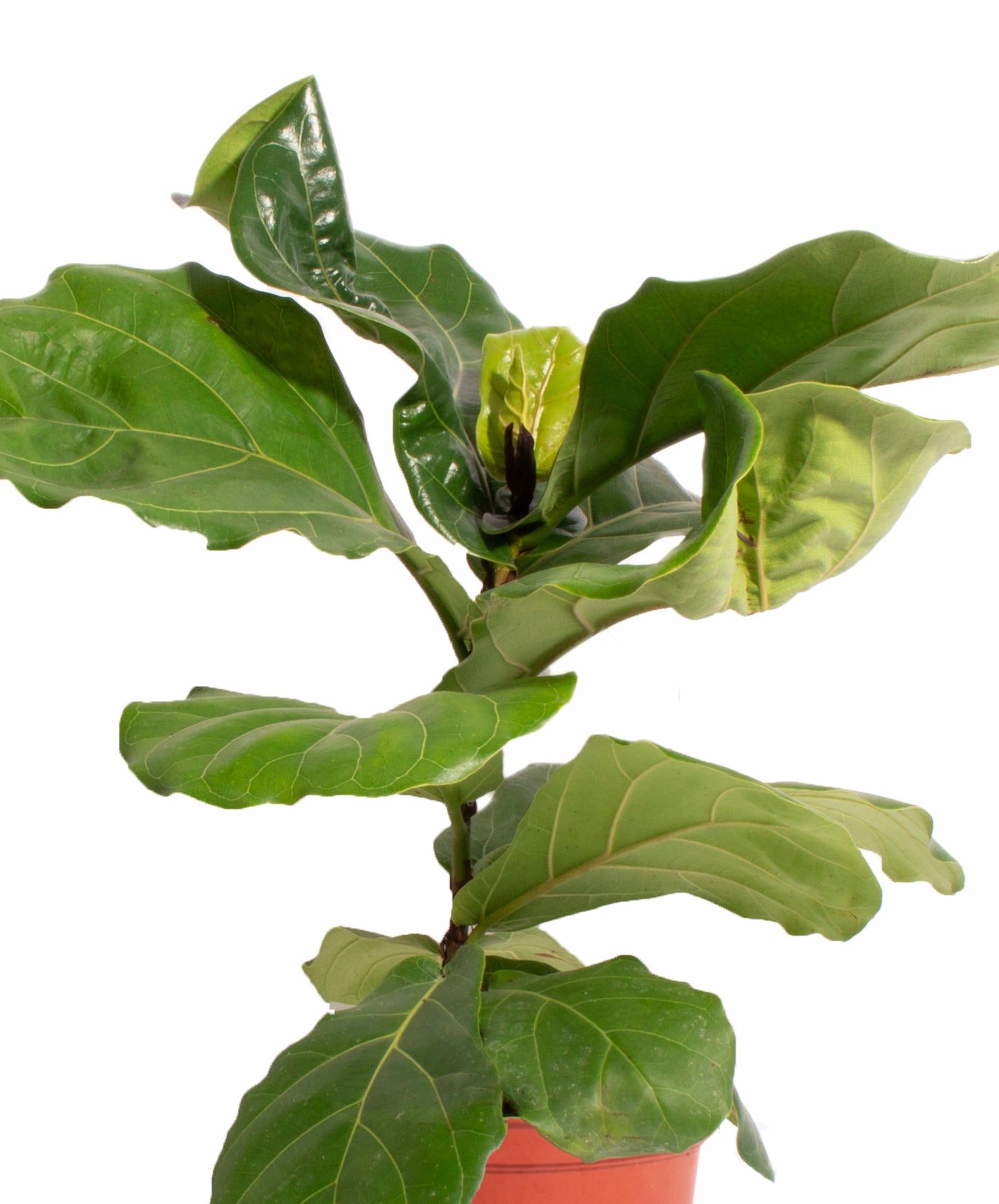 Ficus Lyrata "Fiddle Leaf Fig"