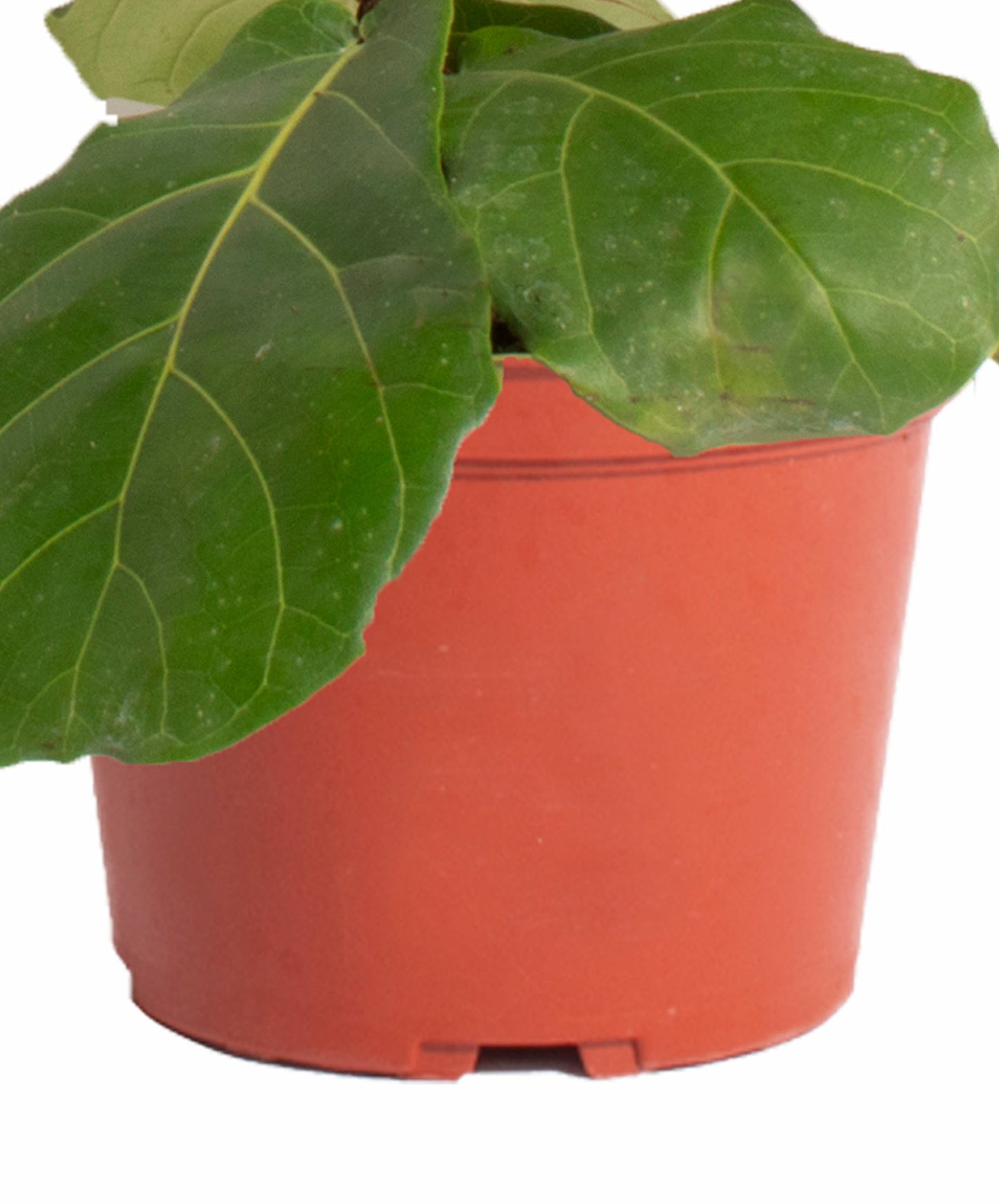 Ficus Lyrata "Fiddle Leaf Fig"