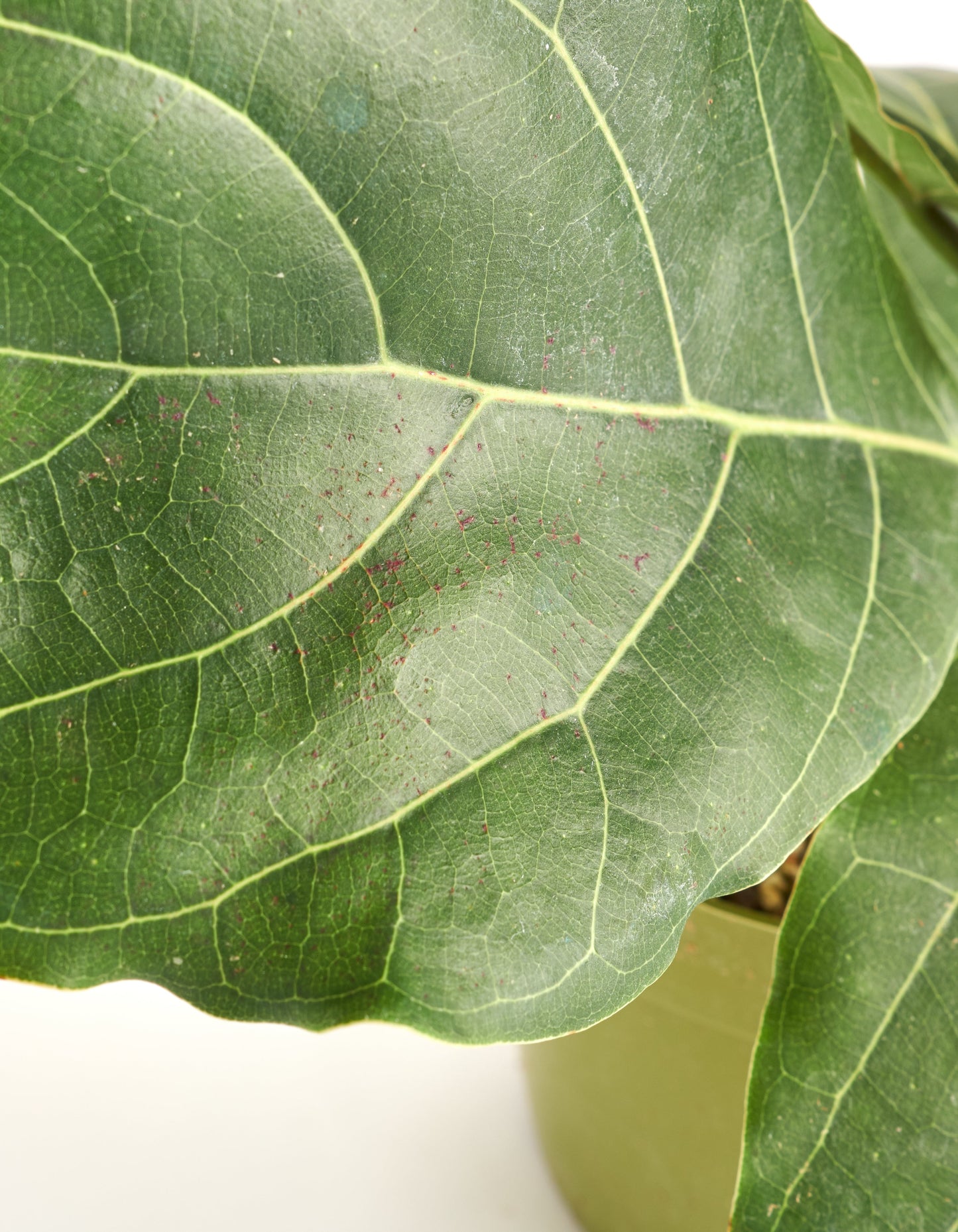 Ficus Lyrata "Fiddle Leaf Fig"