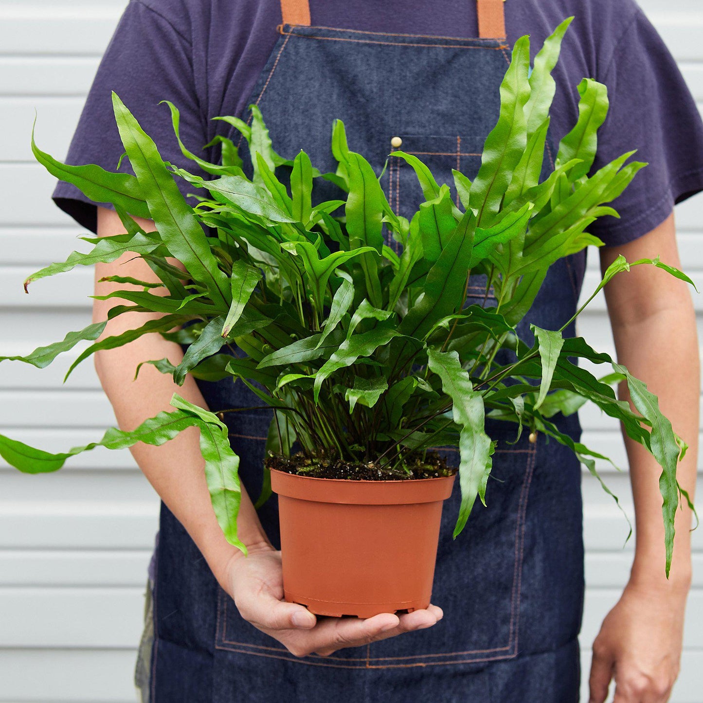 Fern 'Kangaroo Paw'