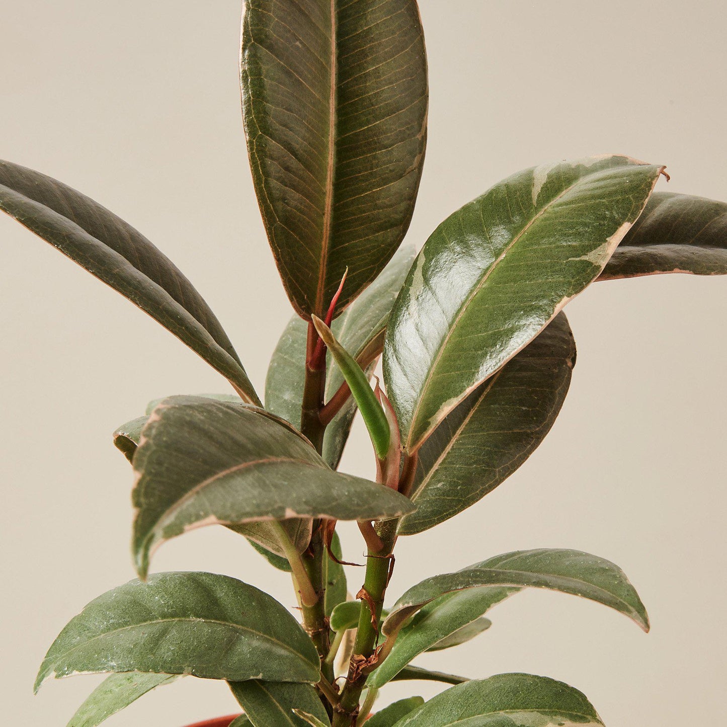 Ficus Elastica 'Tineke'