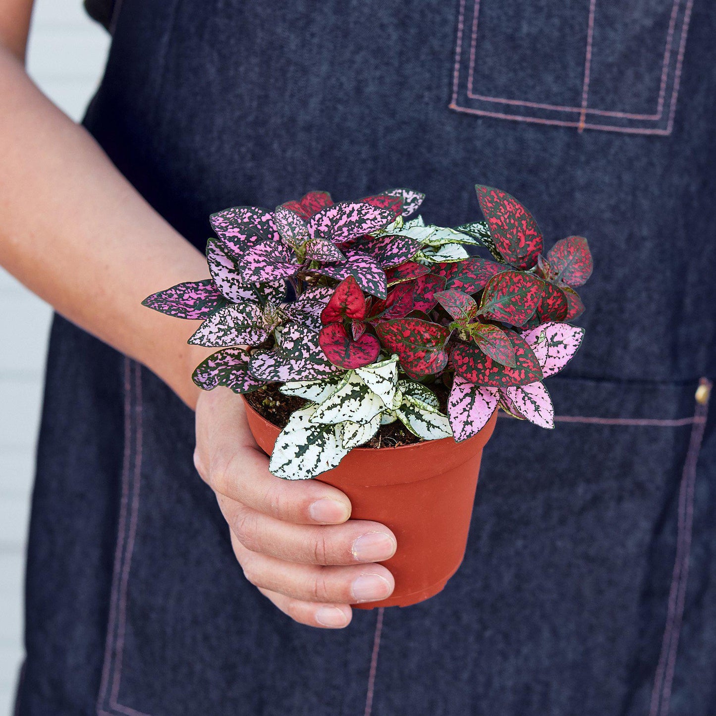 Hypoestes 'Polka Dot'