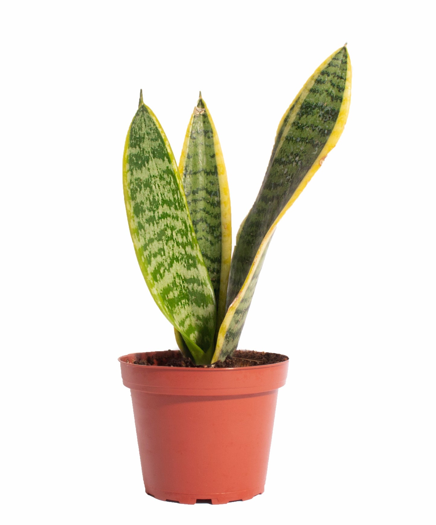 Sansevieria Laurentii 'Snake Plant'