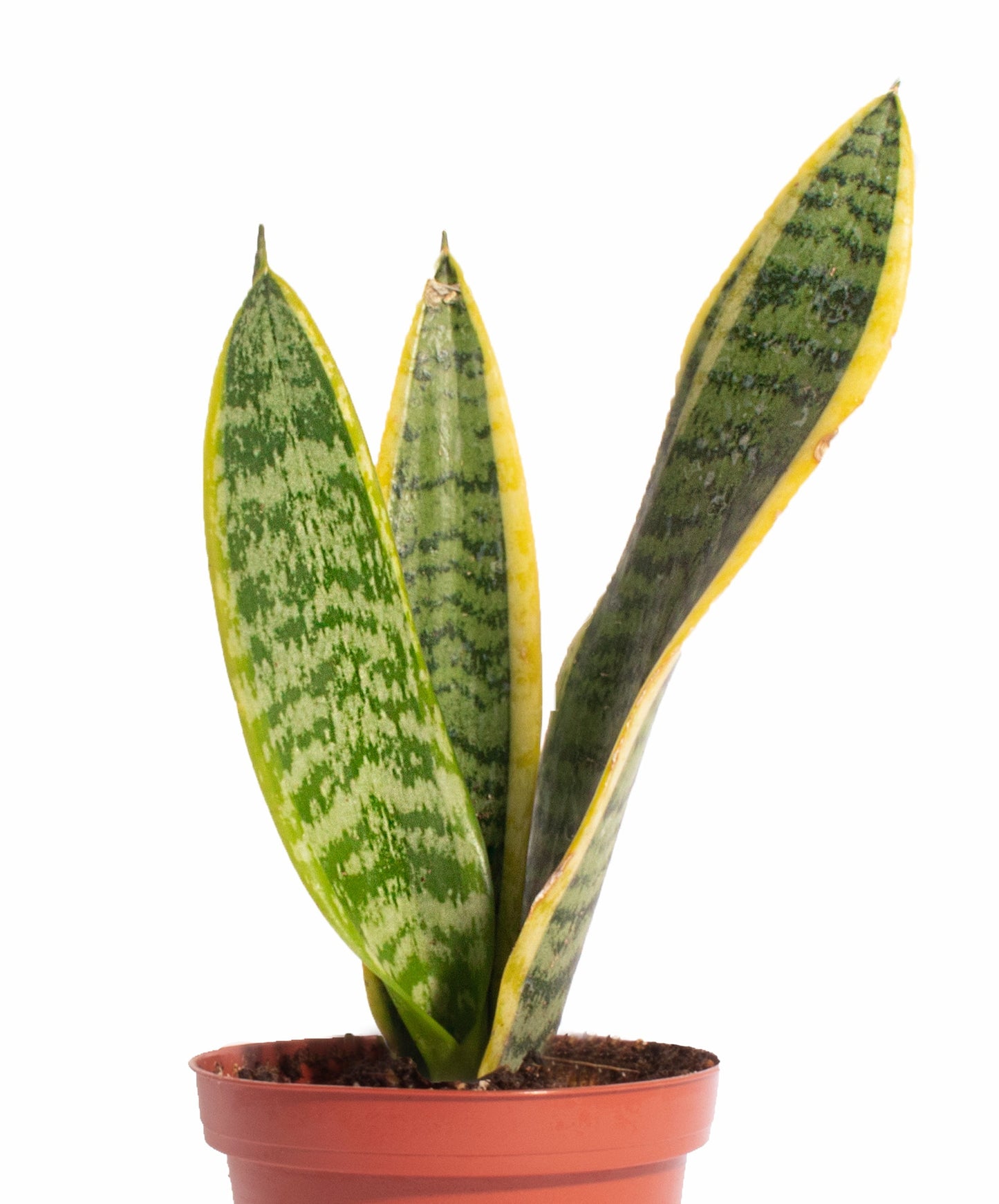 Sansevieria Laurentii 'Snake Plant'