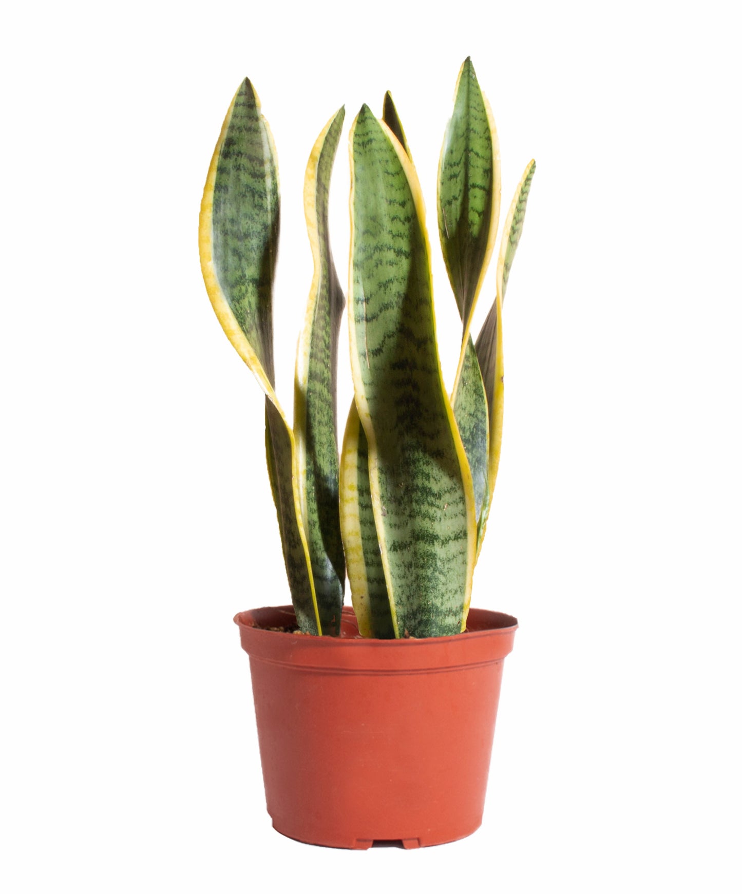 Sansevieria Laurentii 'Snake Plant'