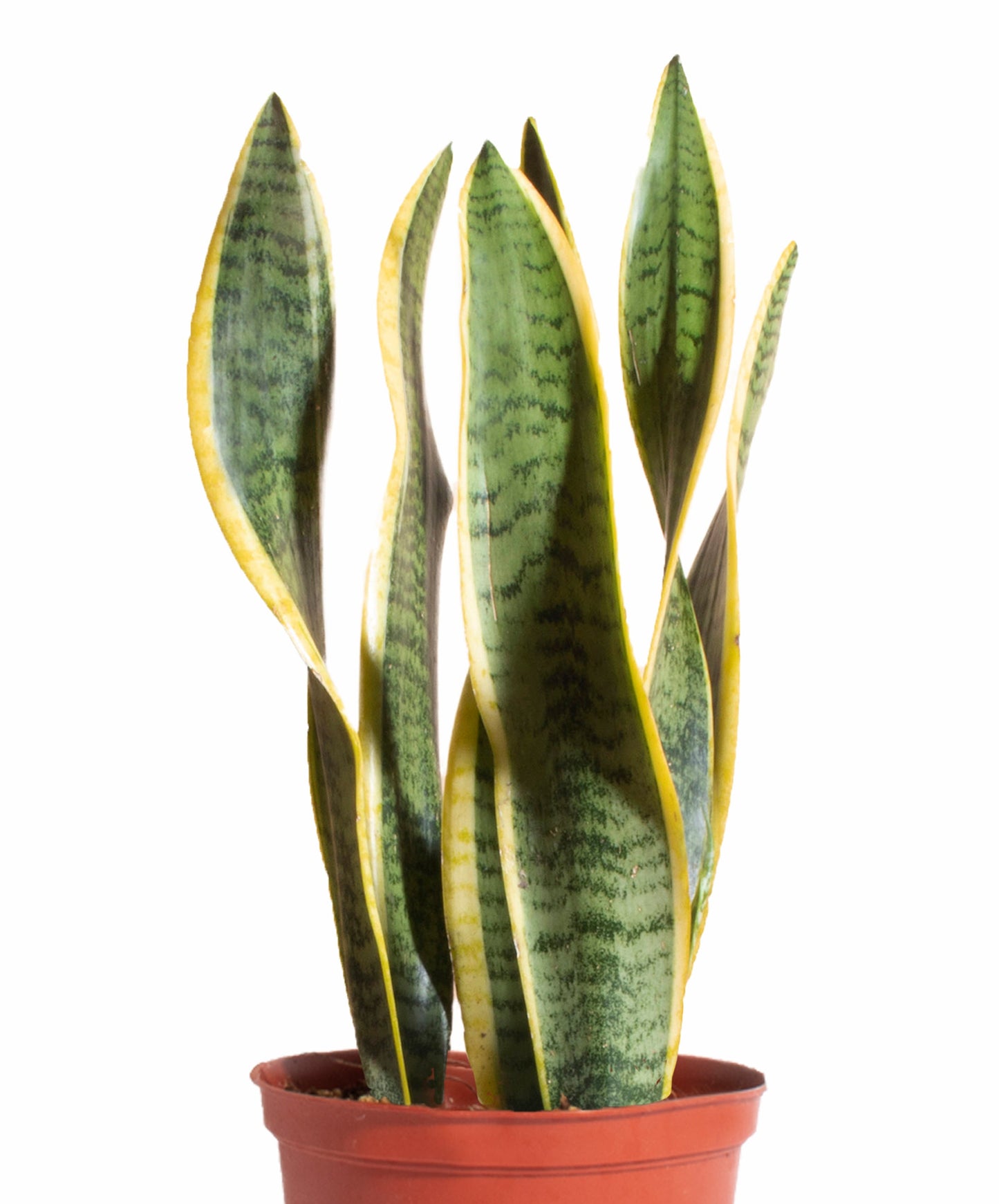 Sansevieria Laurentii 'Snake Plant'