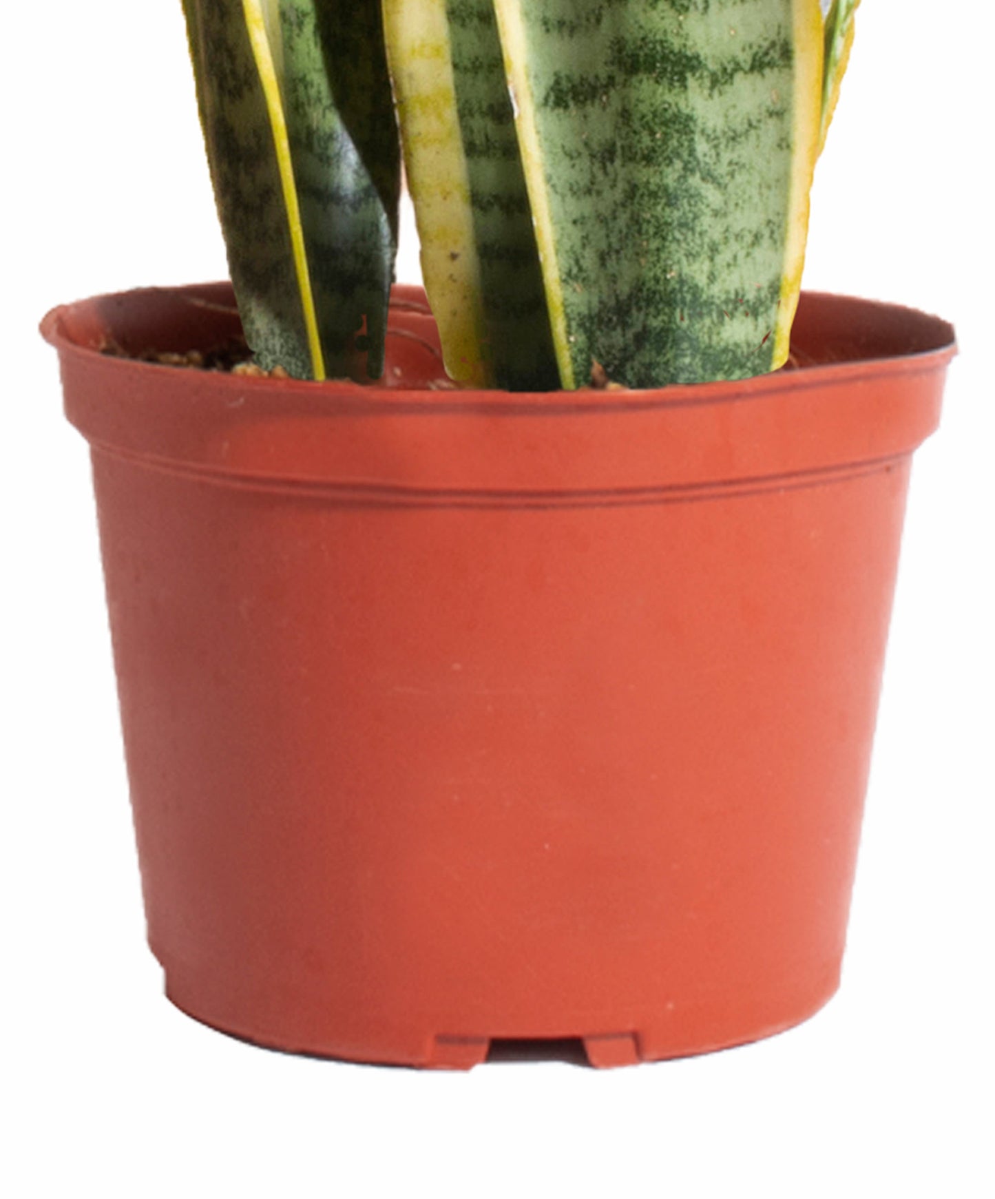 Sansevieria Laurentii 'Snake Plant'