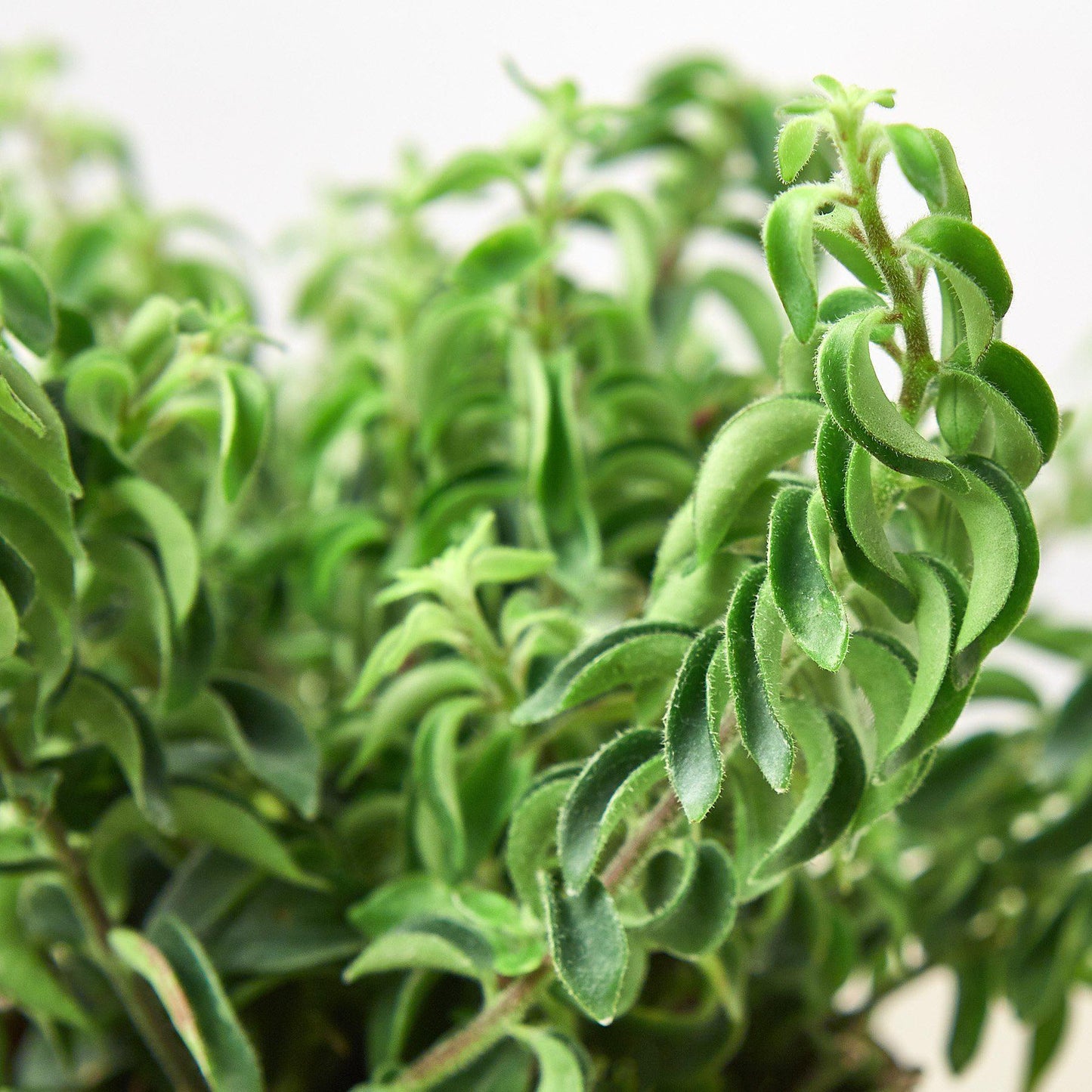 Curly Lipstick Plant