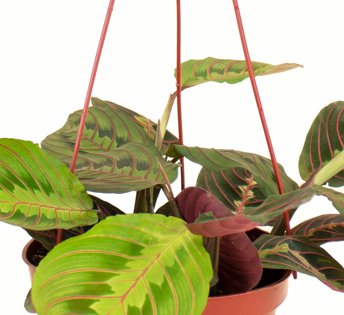 Maranta Red 'Prayer Plant'