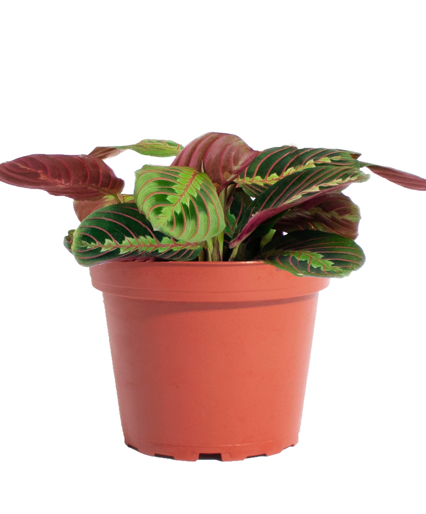 Maranta Red 'Prayer Plant'