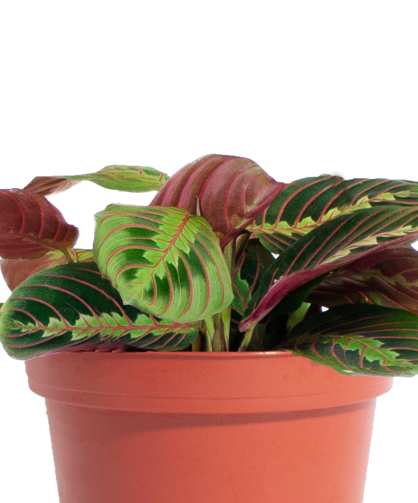 Maranta Red 'Prayer Plant'