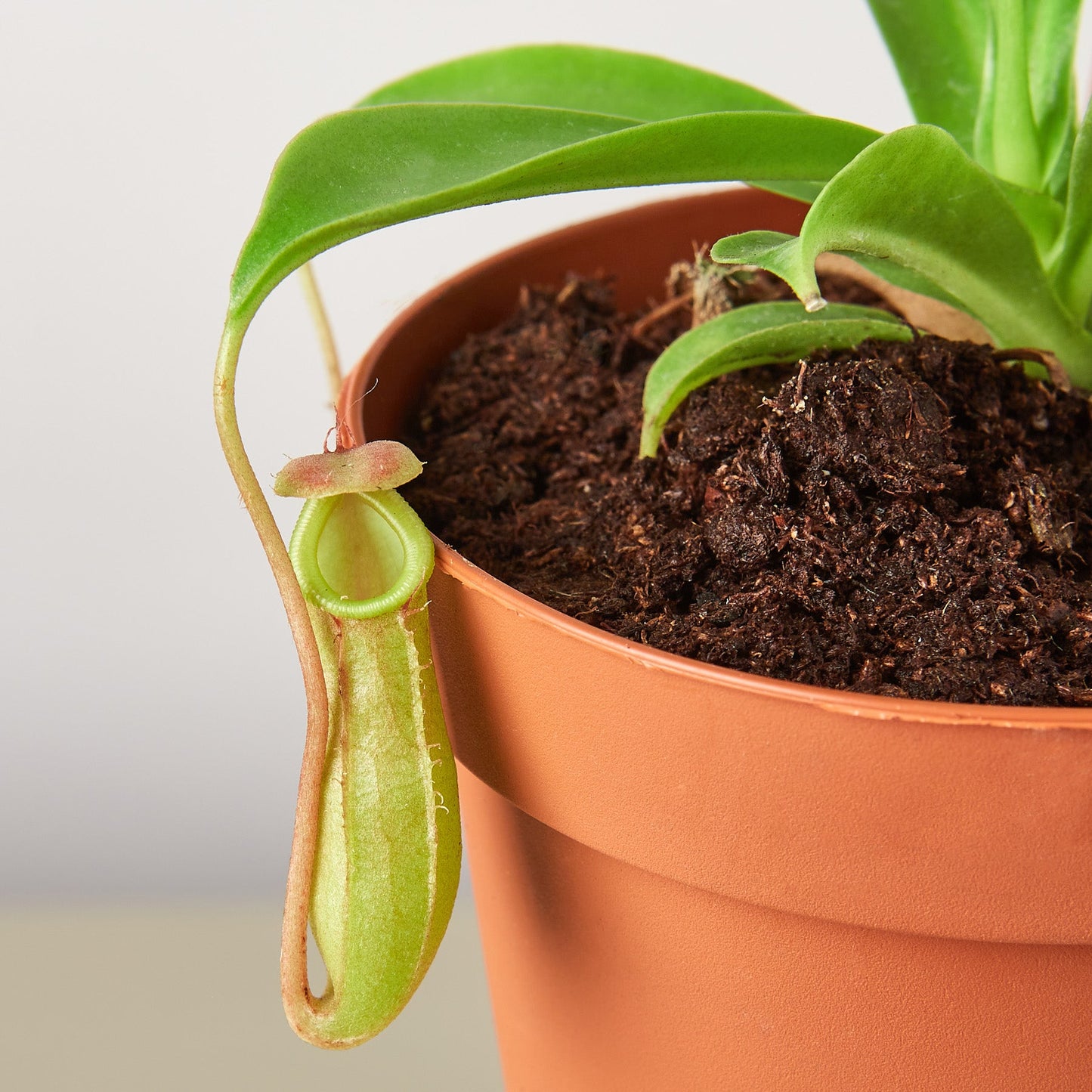 Carnivorous 'Monkey Cup' Plant