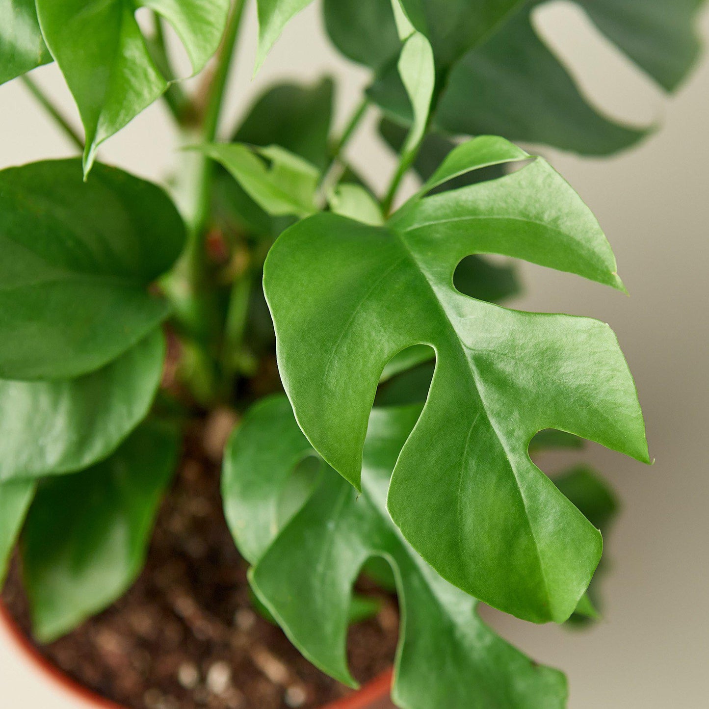 Philodendron Mini Monstera Minima