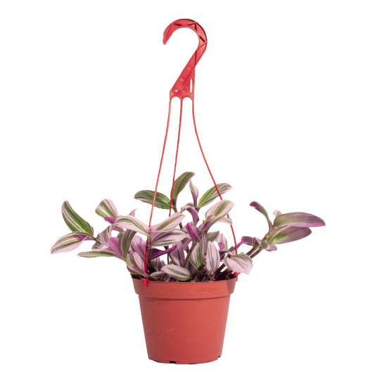 Tradescantia fluminensis 'Nanouk'