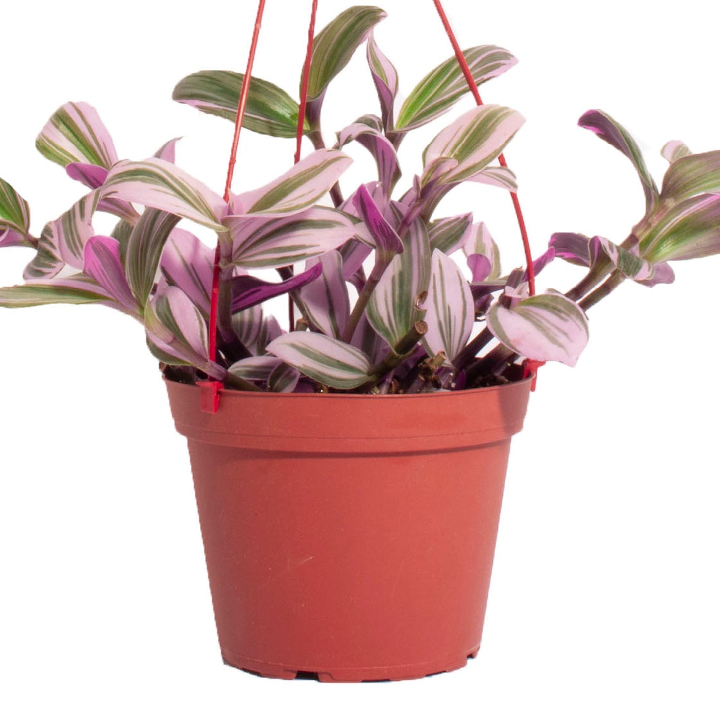 Tradescantia fluminensis 'Nanouk'