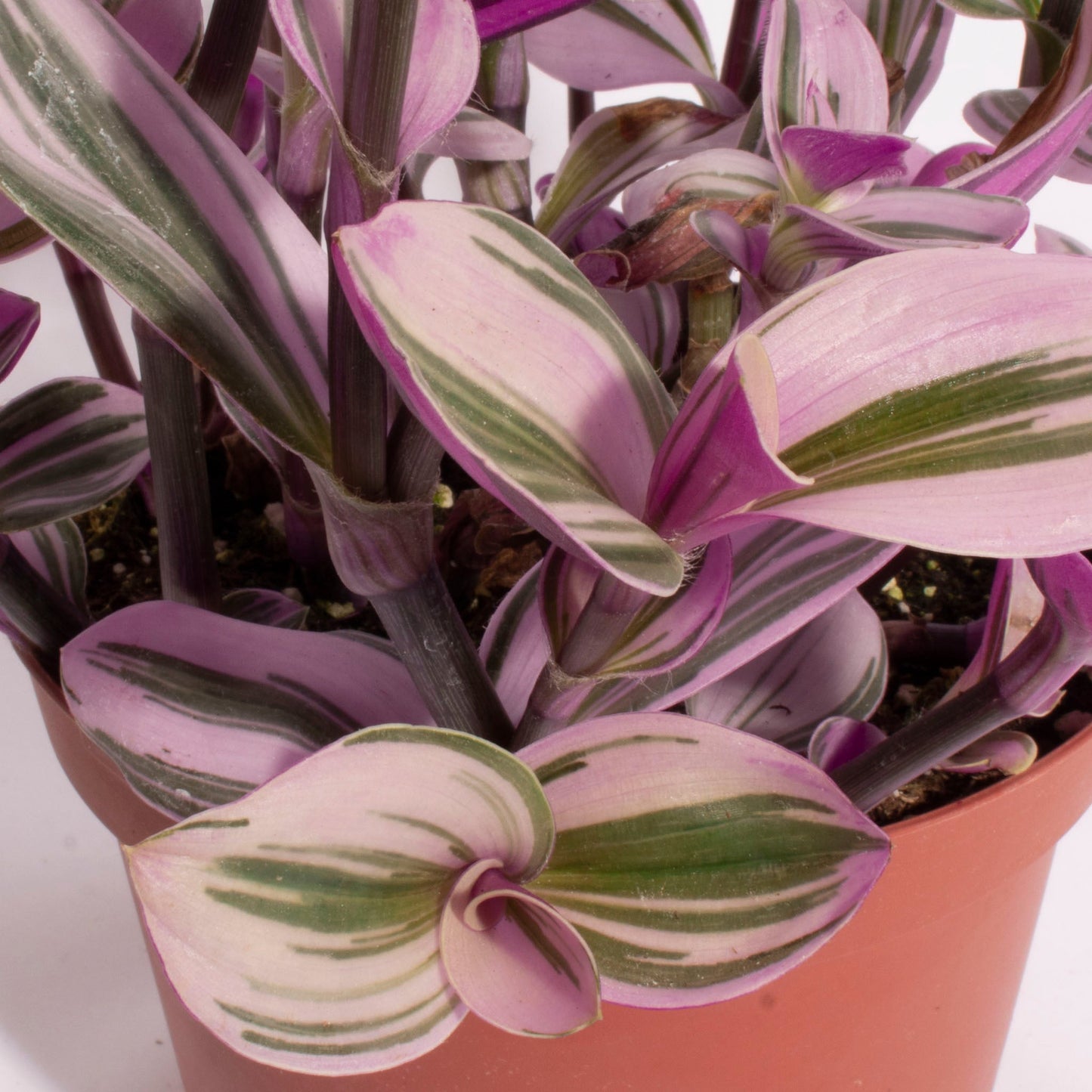 Tradescantia fluminensis 'Nanouk'