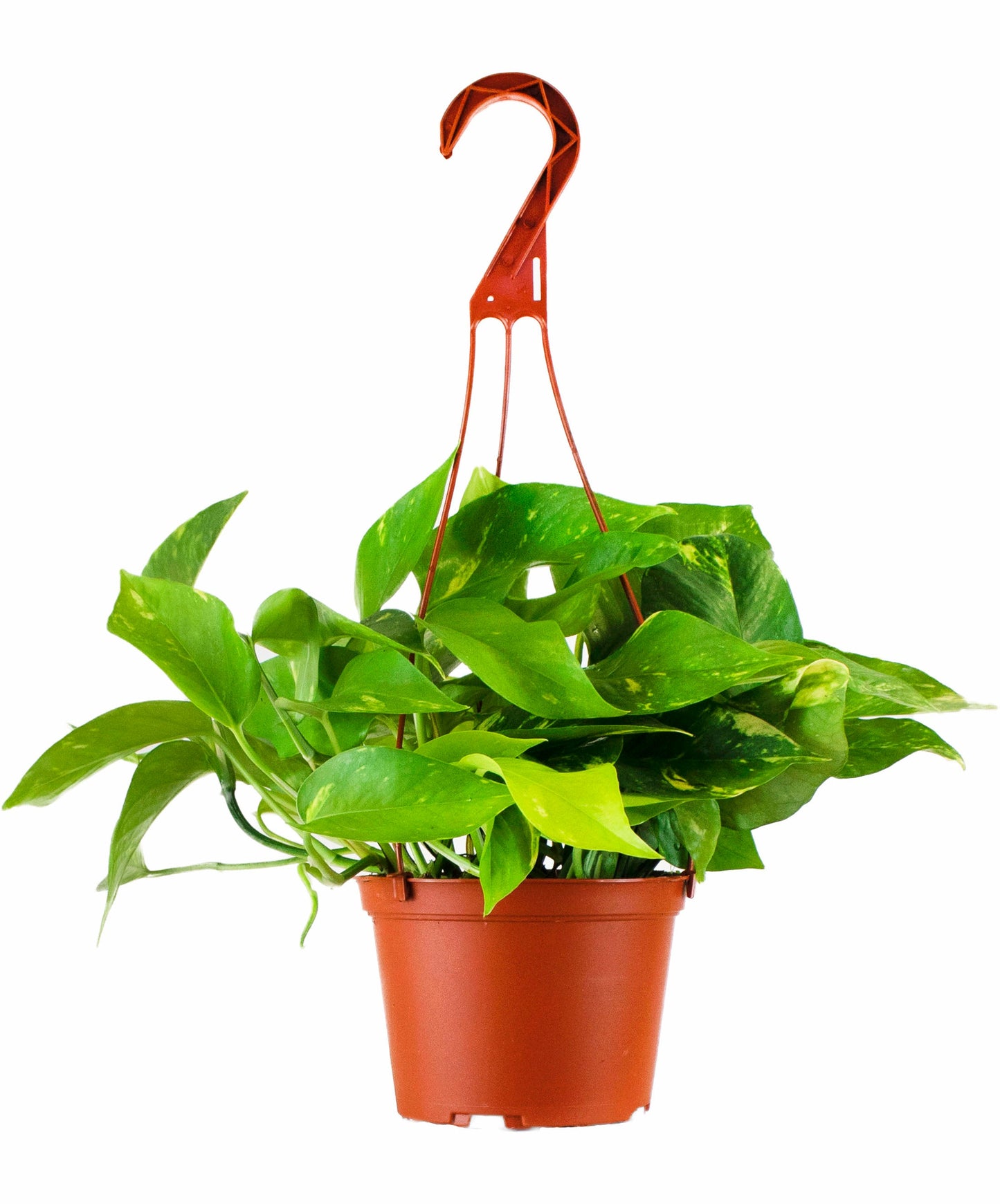 Epipremnum aureum 'Pothos'