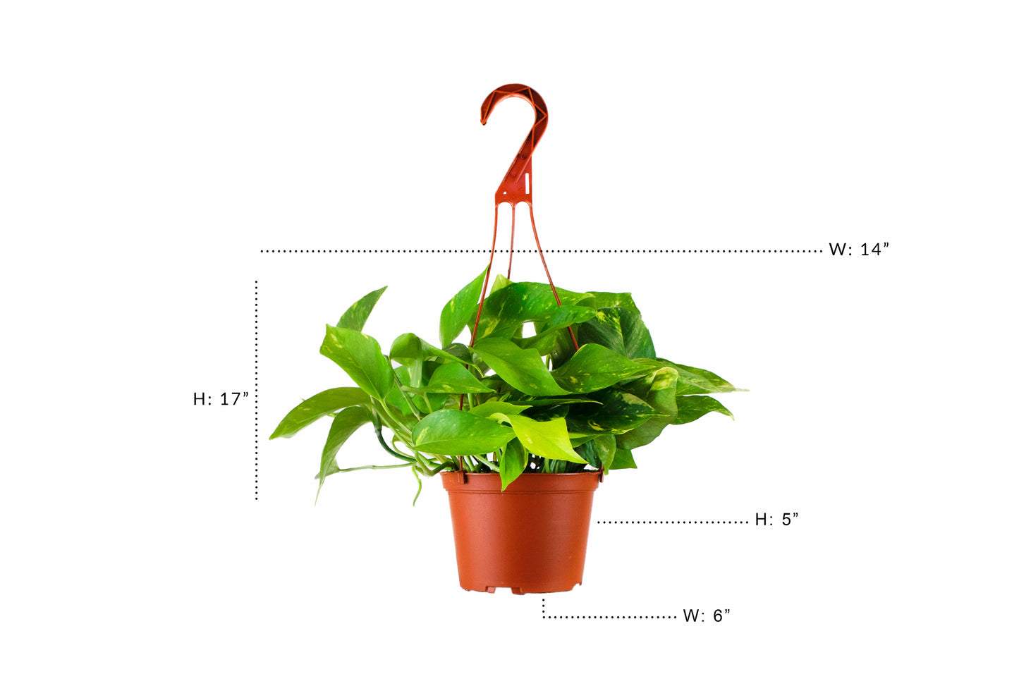 Epipremnum aureum 'Pothos'