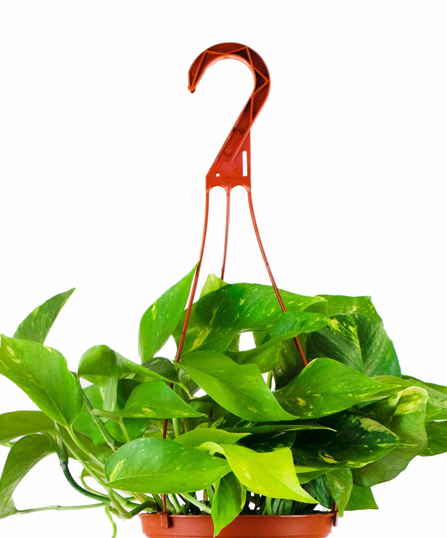 Epipremnum aureum 'Pothos'