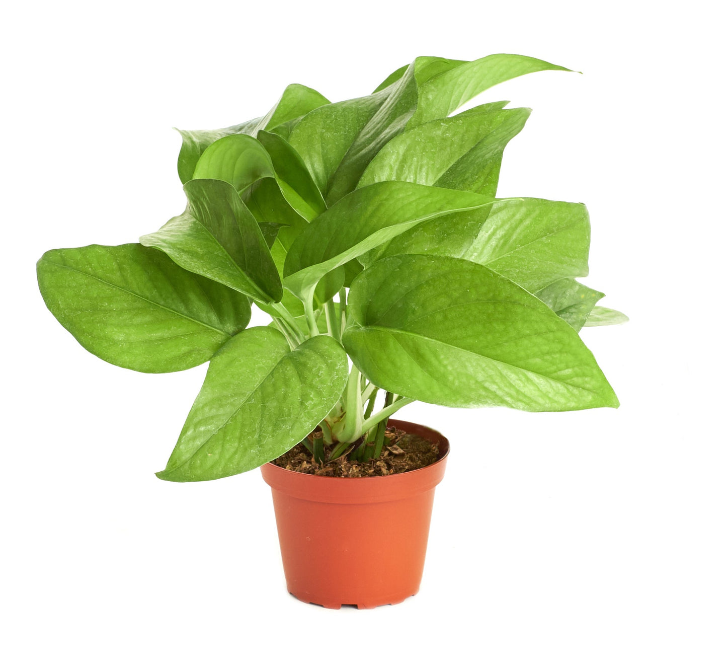 Epipremnum aureum 'Pothos'