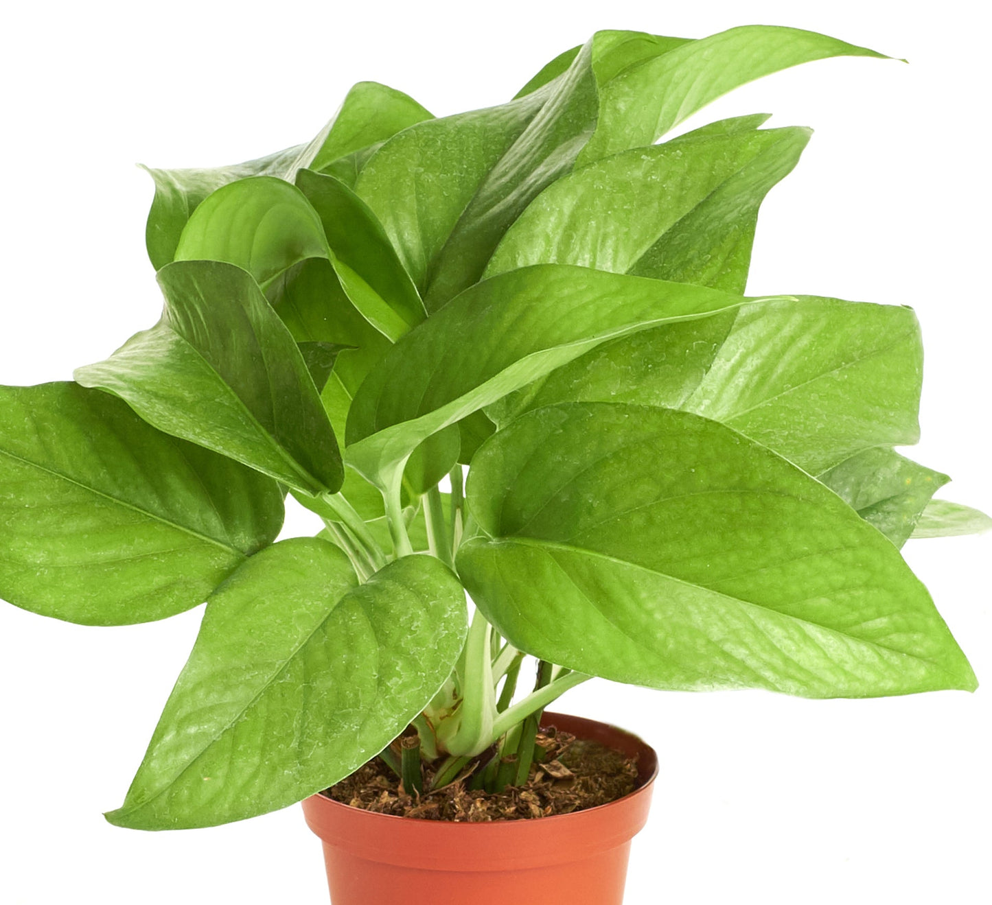 Epipremnum aureum 'Pothos'