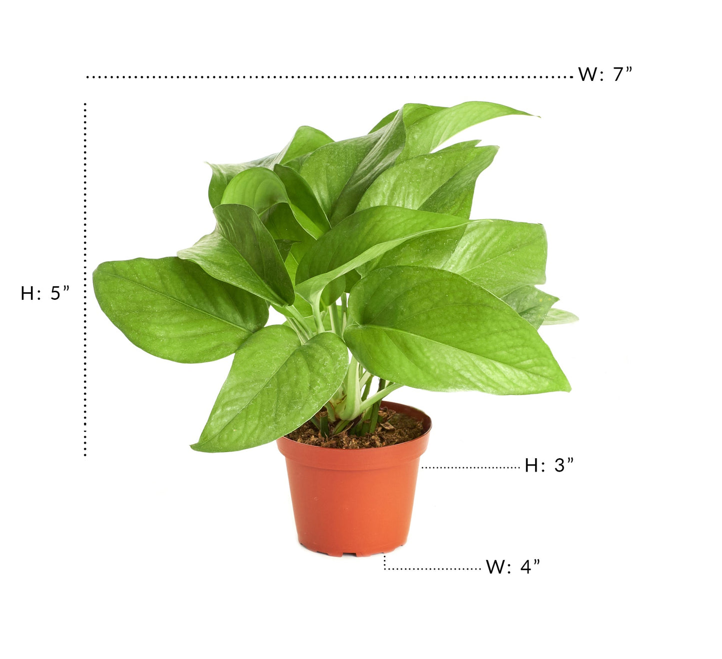 Epipremnum aureum 'Pothos'