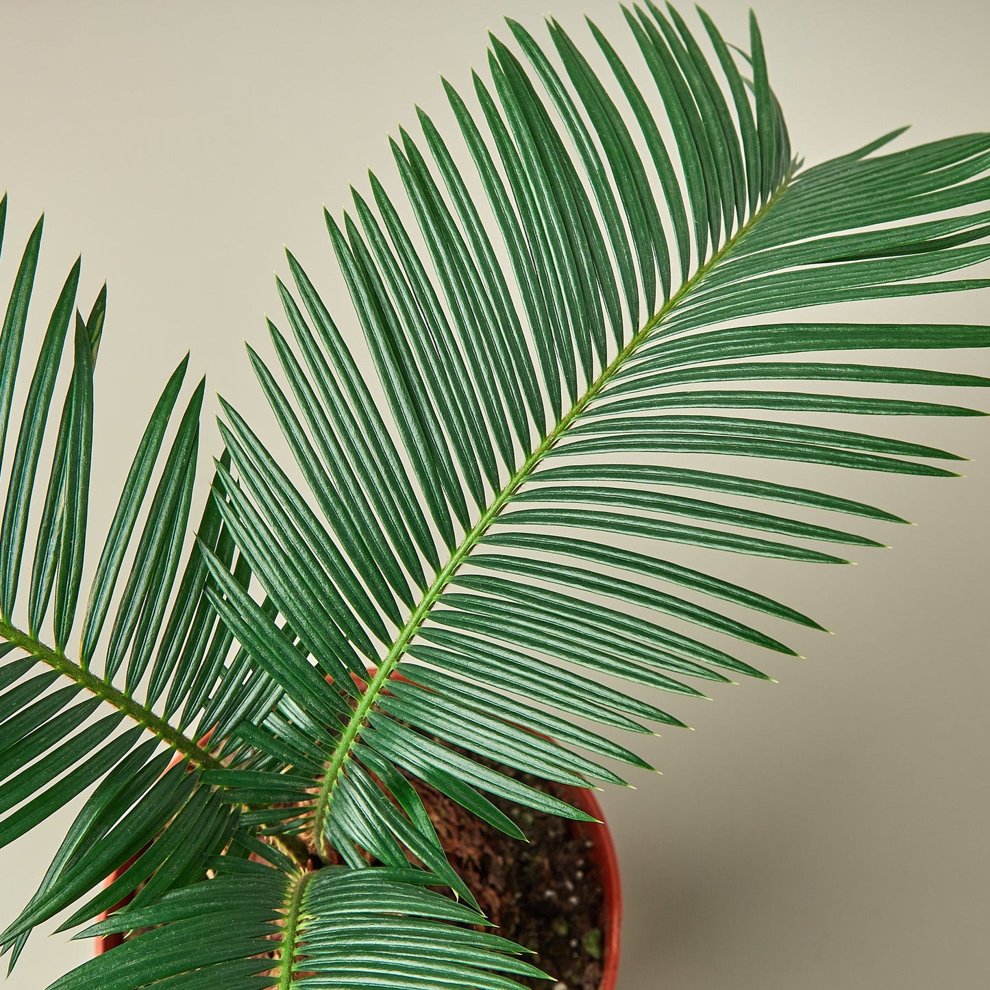 Sago Palm