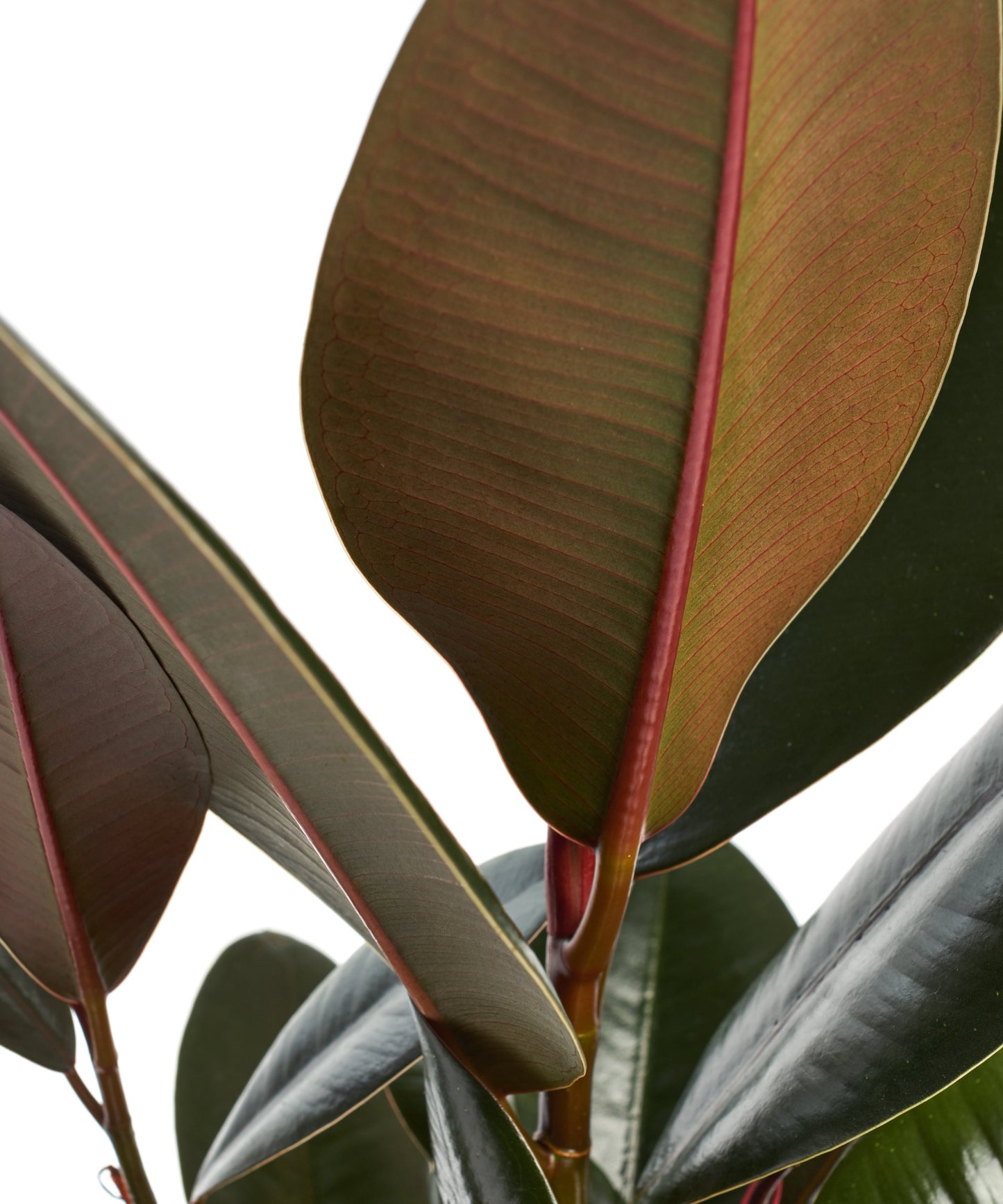 Ficus Elastica 'Burgundy'