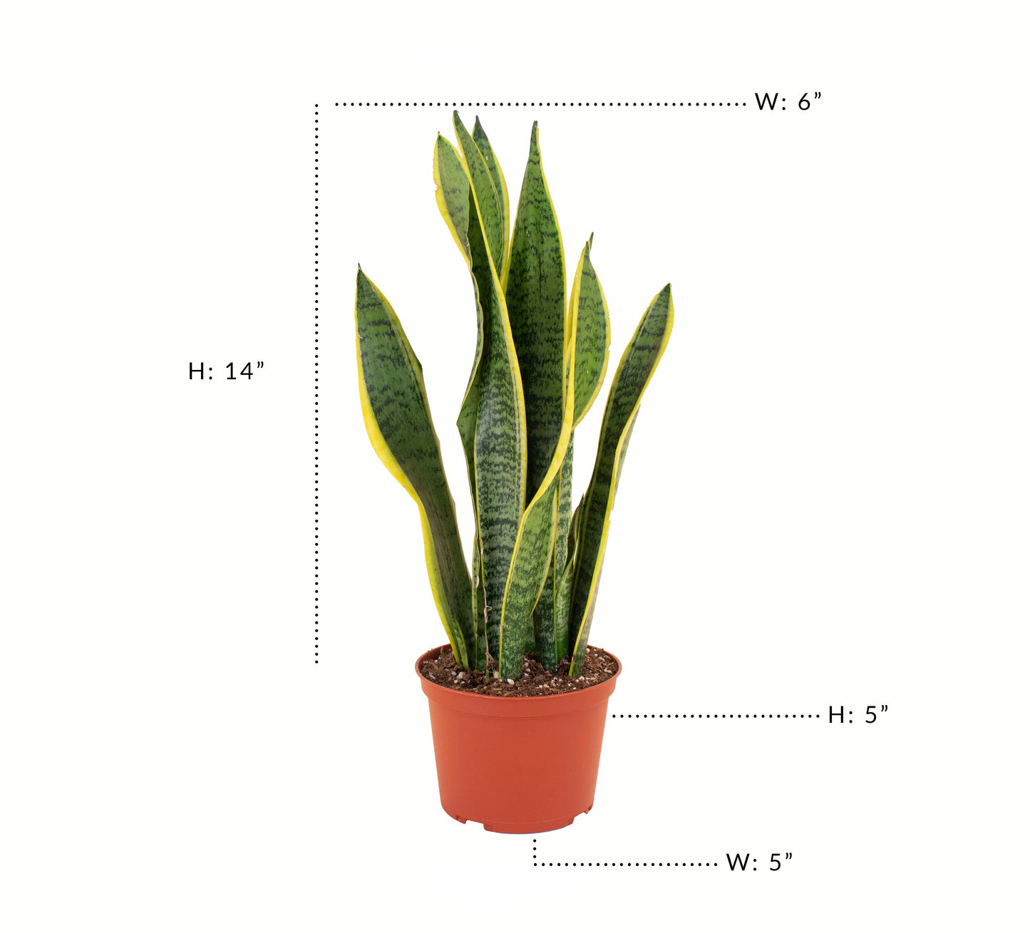 Sansevieria Laurentii 'Snake Plant'