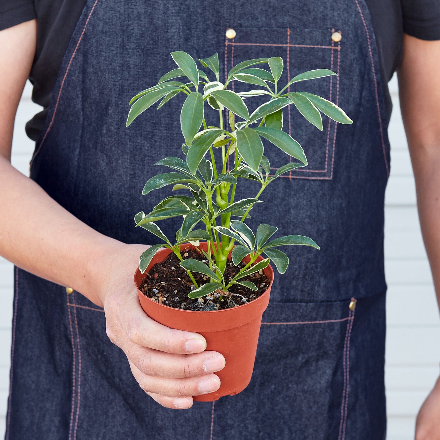 Schefflera 'Moonlight'