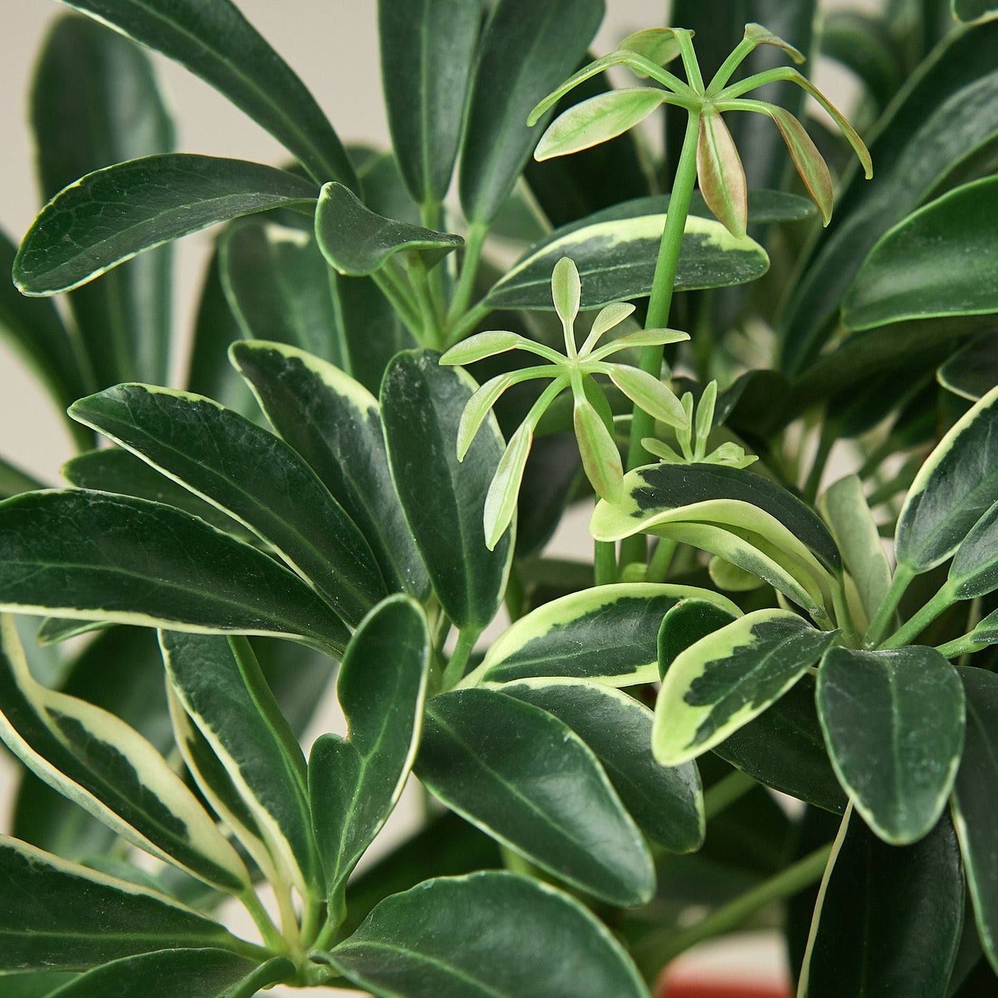 Schefflera 'Moonlight'