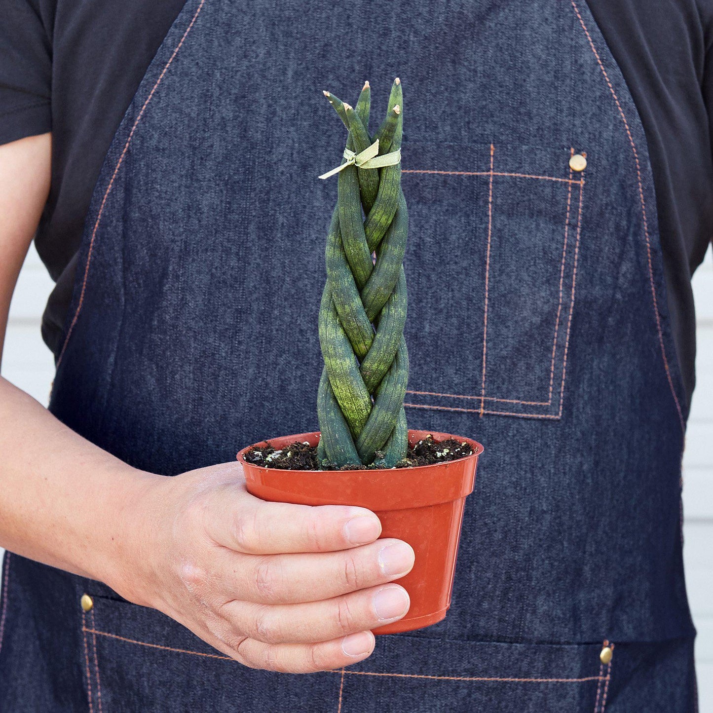 Snake Plant 'Braided'