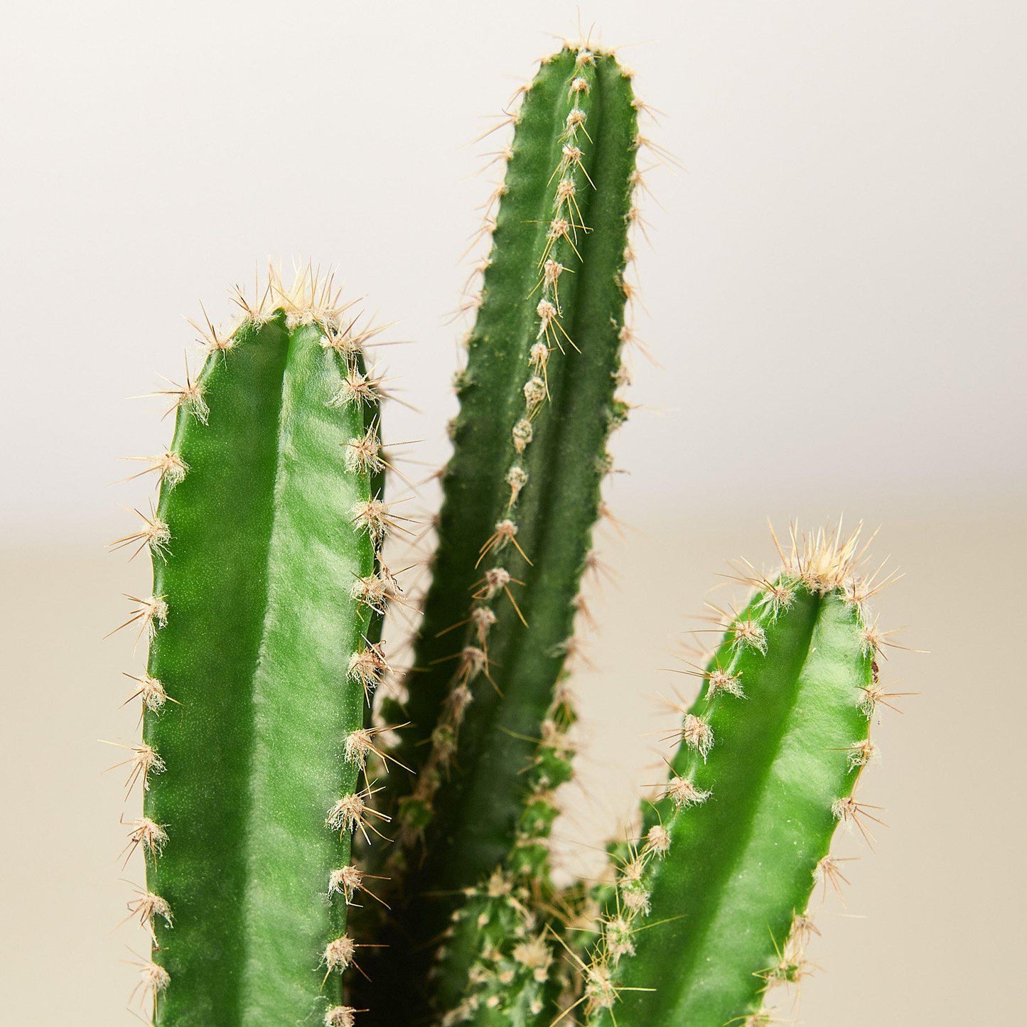 Fairy Castle Cactus