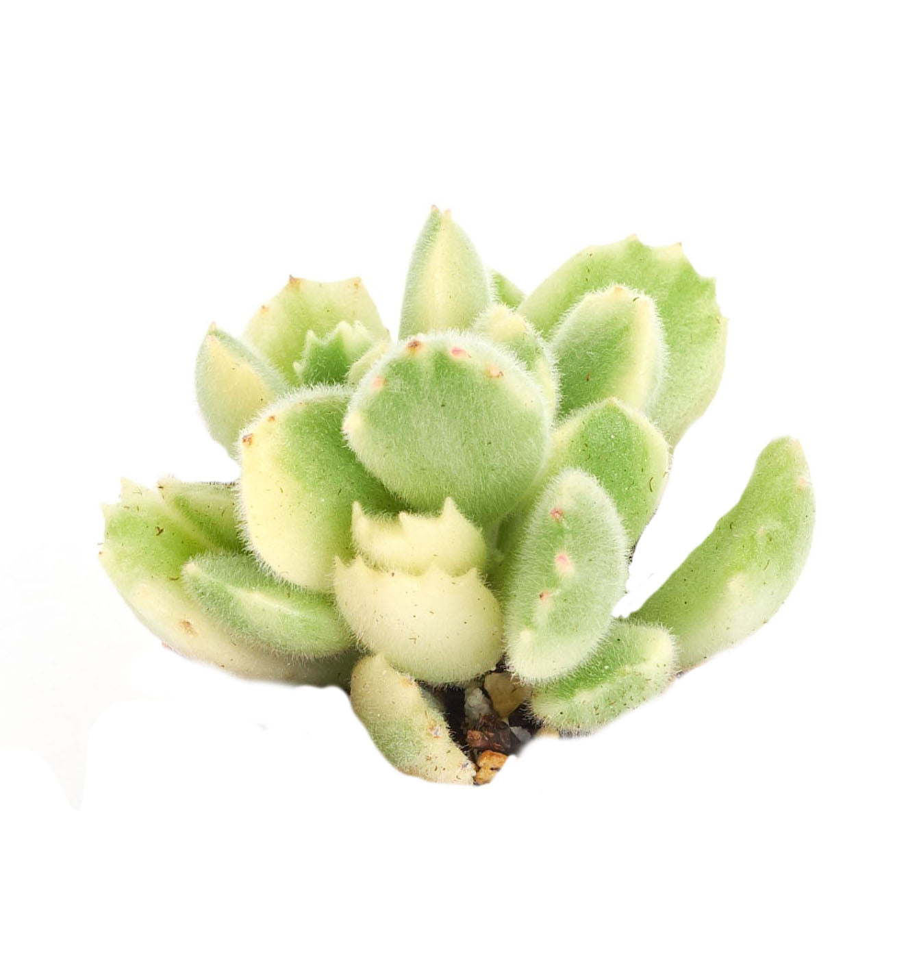 Variegated Bear Paw