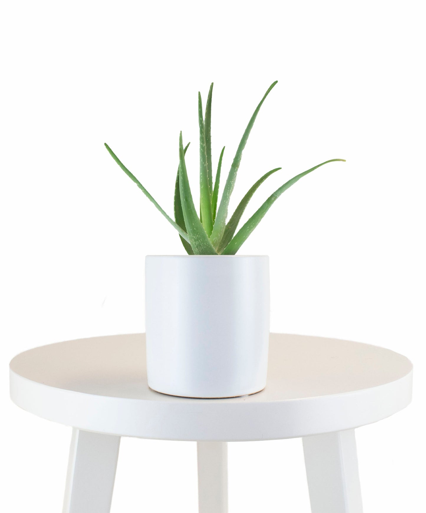 Aloe Vera House Plant in White Ceramic Cylinder Planter