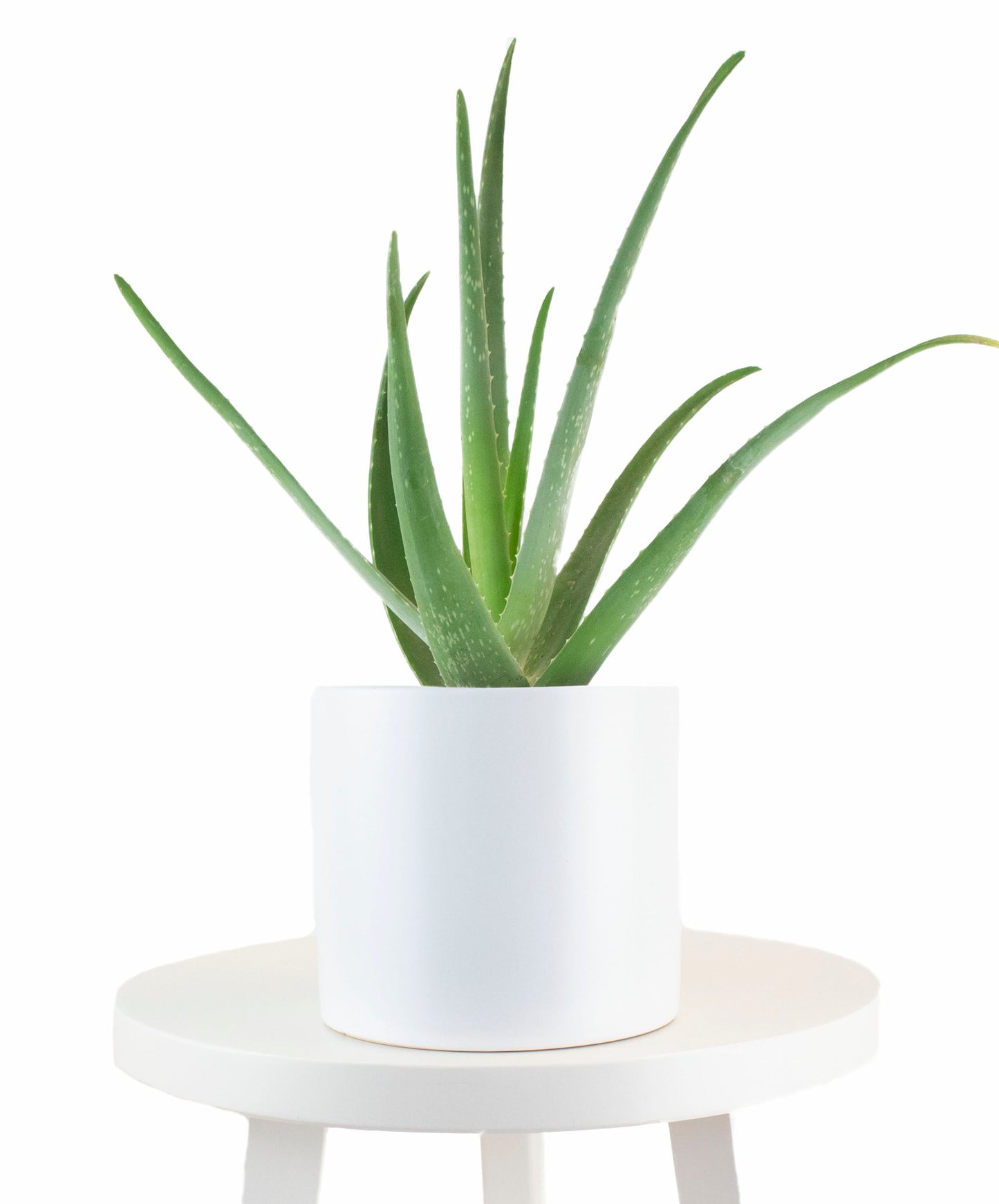 Aloe Vera House Plant in White Ceramic Cylinder Planter