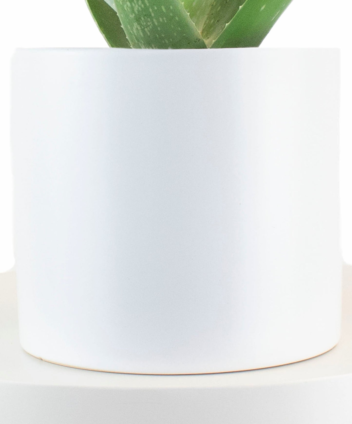 Aloe Vera House Plant in White Ceramic Cylinder Planter