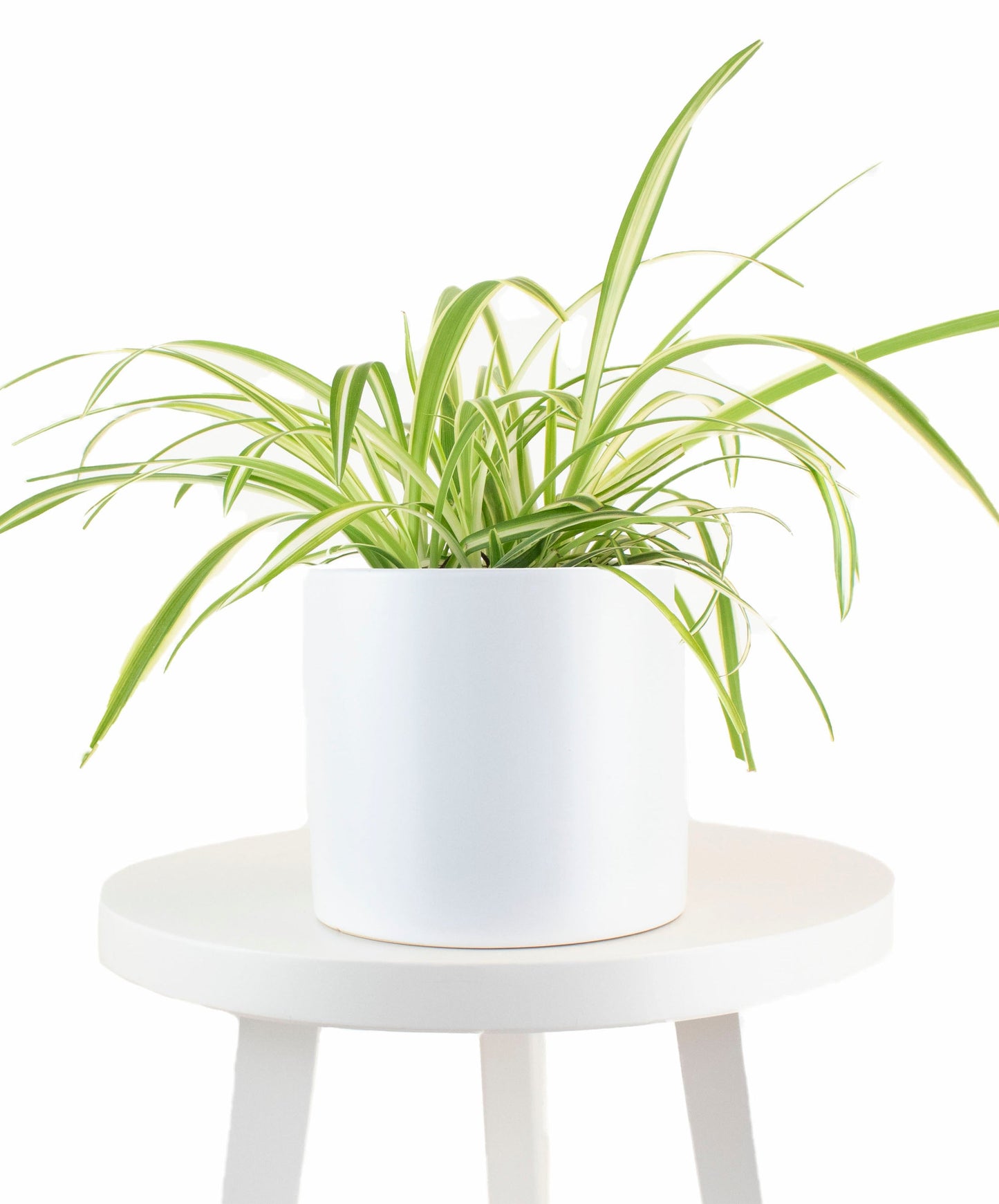 Spider Plant in White Ceramic Cylinder Planter