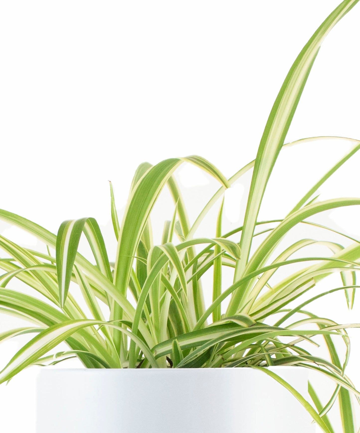 Spider Plant in White Ceramic Cylinder Planter