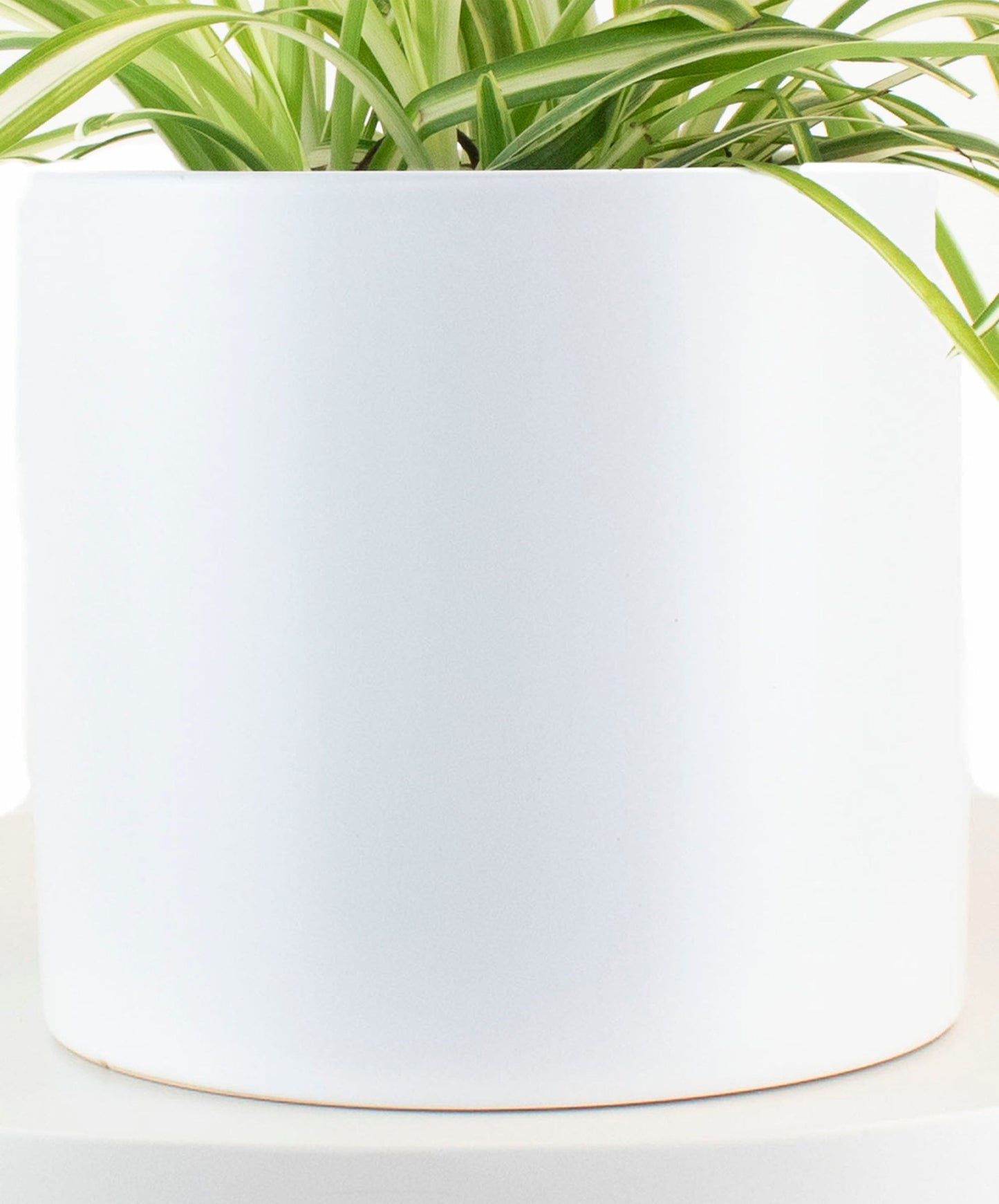 Spider Plant in White Ceramic Cylinder Planter