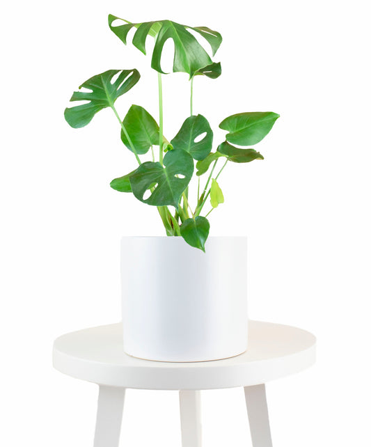 Monstera Deliciosa in White Ceramic Cylinder Planter