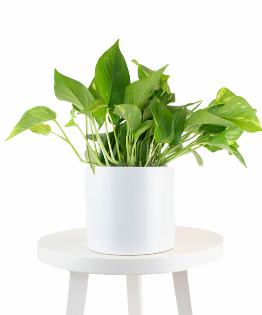 Epipremnum aureum 'Pothos' in White Ceramic Cylinder Planter