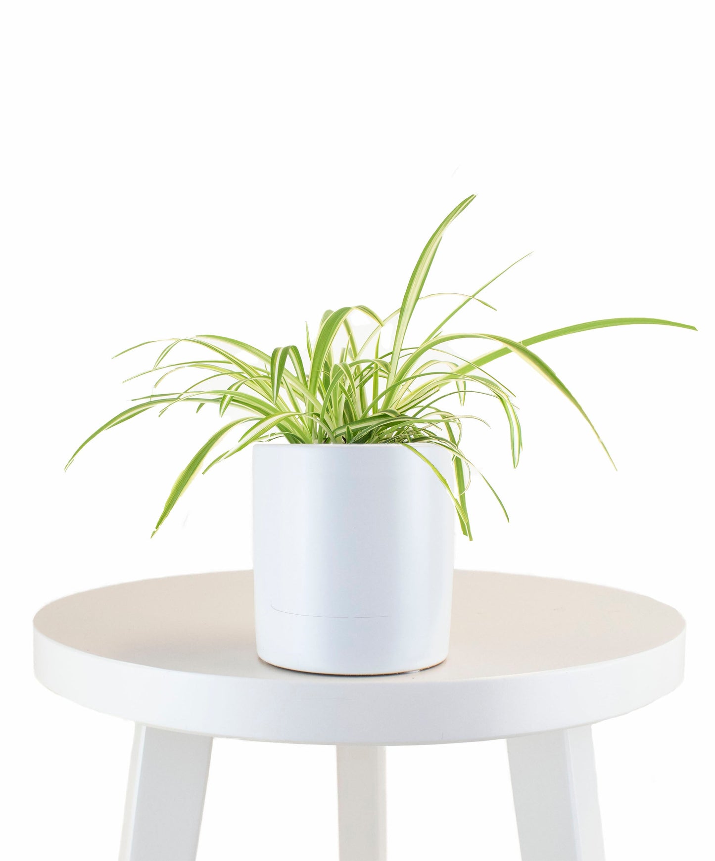 Spider Plant in White Ceramic Cylinder Planter