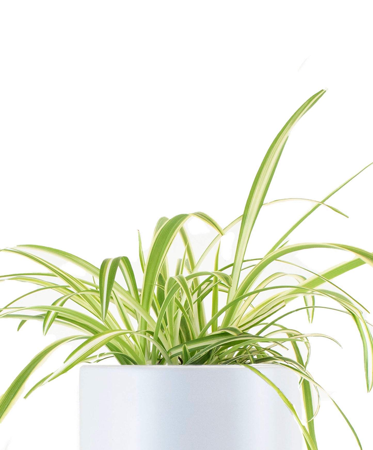 Spider Plant in White Ceramic Cylinder Planter