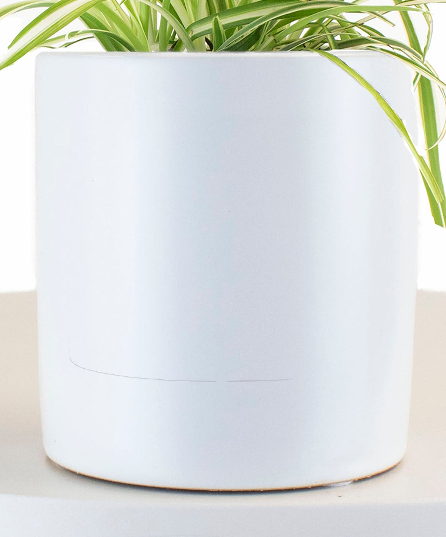 Spider Plant in White Ceramic Cylinder Planter