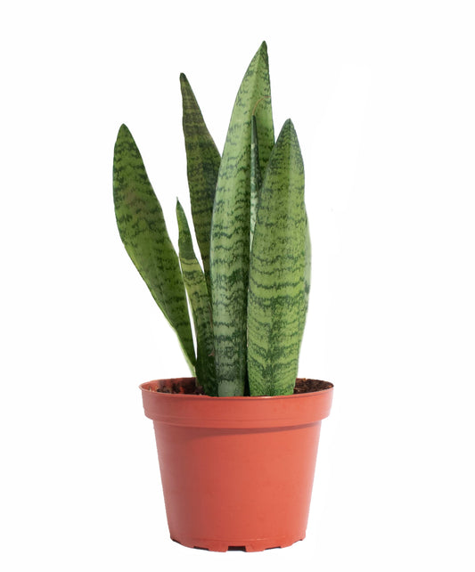 Sansevieria Zeylanica 'Bowstring'