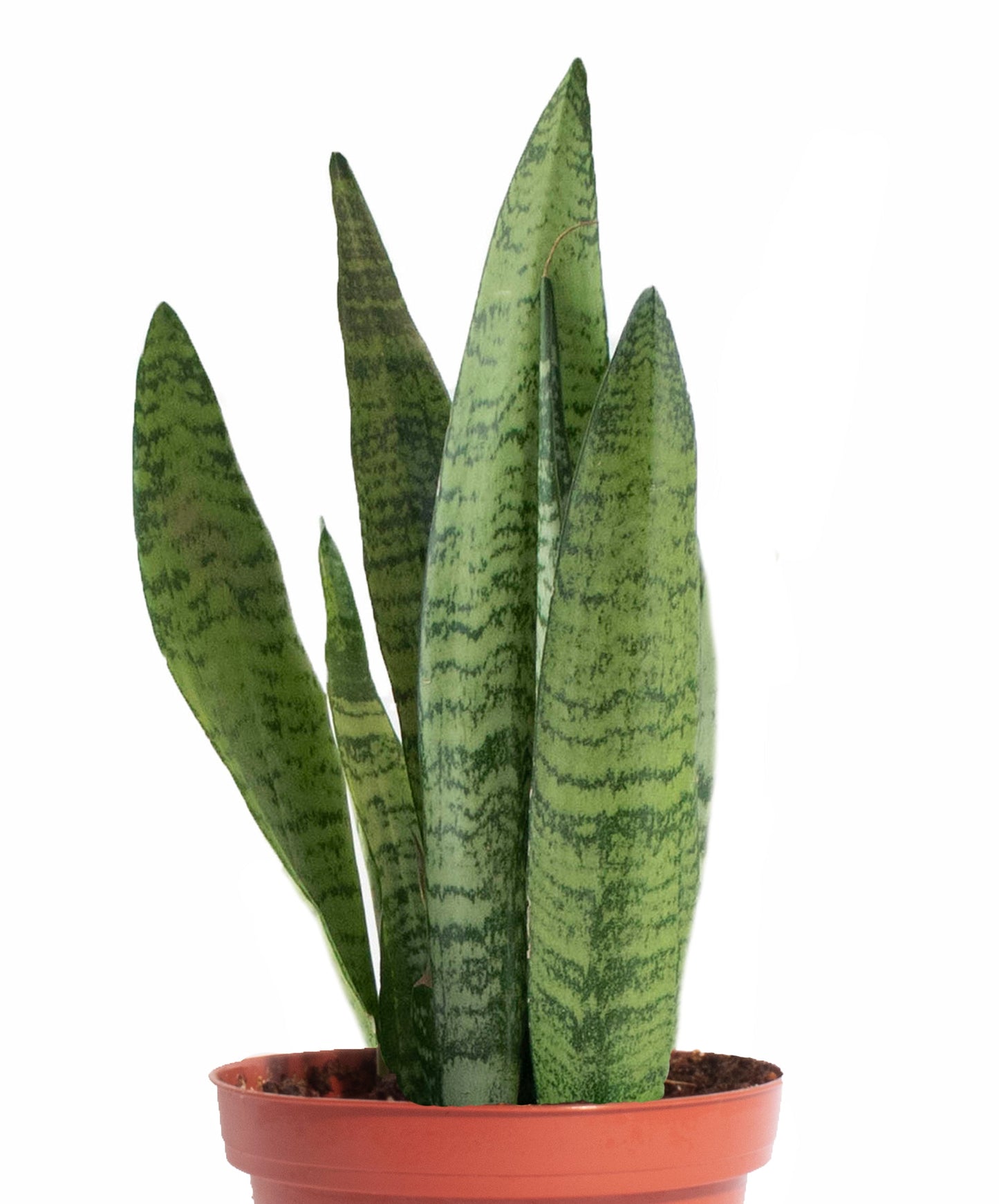 Sansevieria Zeylanica 'Bowstring'