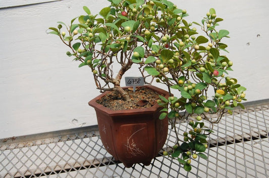 10 Year Old Mistletoe Fig Cascade Specimen Bonsai Tree